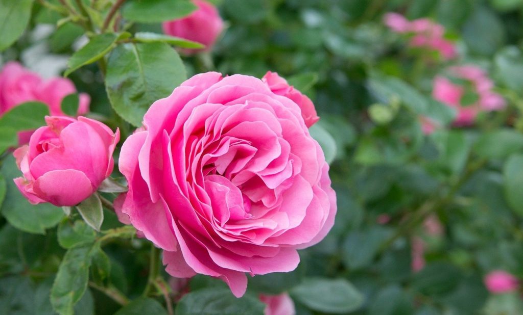 ROSE con ferro BOX PORTATILE elegante romantico San Valentino Regalo per Donna 